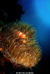 Clownfish in its anemone home. by Penn De Los Santos 